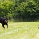 Rotvíka, který mohl mít coursing takříkajíc opravdový, zajímal víc igelit