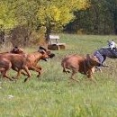 Čárluška trochu riskantně rozebíhá celou smečku