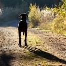 Catahoula proti slunci