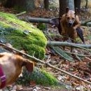 Cvičí se i v lese