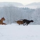 Fanča honičku jen zpovzdálí kontroluje