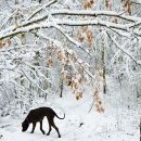 Kalibrh se na čerstvé sněhové nadílce vyjímá