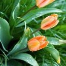 Fanče vykvetly na zahradě tulipány