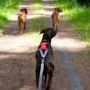 Když Kali trénuje na dogtrekking, chodí Fanča s námi