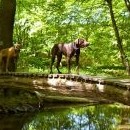 Počkejte, než přejdu tu lávku a najdu si místo k focení