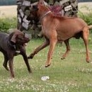 Kali zvedne dospělého ridgebacka pohledem ... nebo dechem?