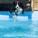 Waterdog