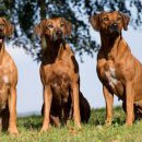 Trio Qwandoyek (Vivi, Áša, Joli)