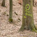 Les s tajemnými vzkazy