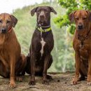 Trio Týna, Kali, Raffi si vedlo báječně v páteční táborové hře (jen jeden vzorek jim utekl)