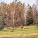 Tady jsou krávy ještě v pořádku