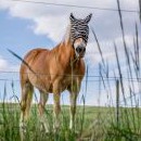 Kde se tu vzala ta zebra?