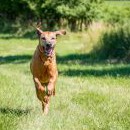 To se ridgebackovi rozjasní tvář