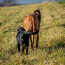 V řadě za sebou tři čuníci jdou ťápají si v blátě cestou necestou kufry nemají cestu neznají vyšli prostě do světa a vesele si zpívají ...