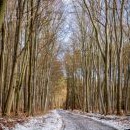Cesta lesem je samý led