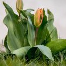 Jaro se letos nemůže s tou zimou popasovat ... i tulipány už jsou zpožděné