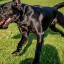 A labrador? ... ten s tím musel nejdřív nalítat svých 10 kilometrů