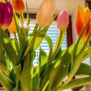 Velikonoce - to jsou pro nás rozkvetlé tulipány